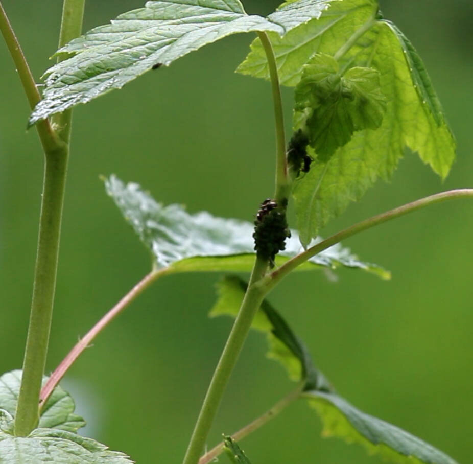 15.06.22 было опубликовано видео "Как защитить садовые растения от тли". По просьбе наших подписчиков публикуем текст этого видео"