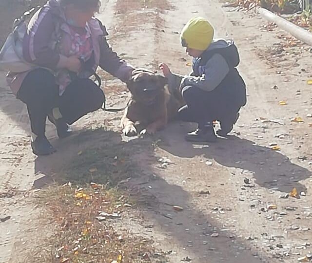 История одной собаки....