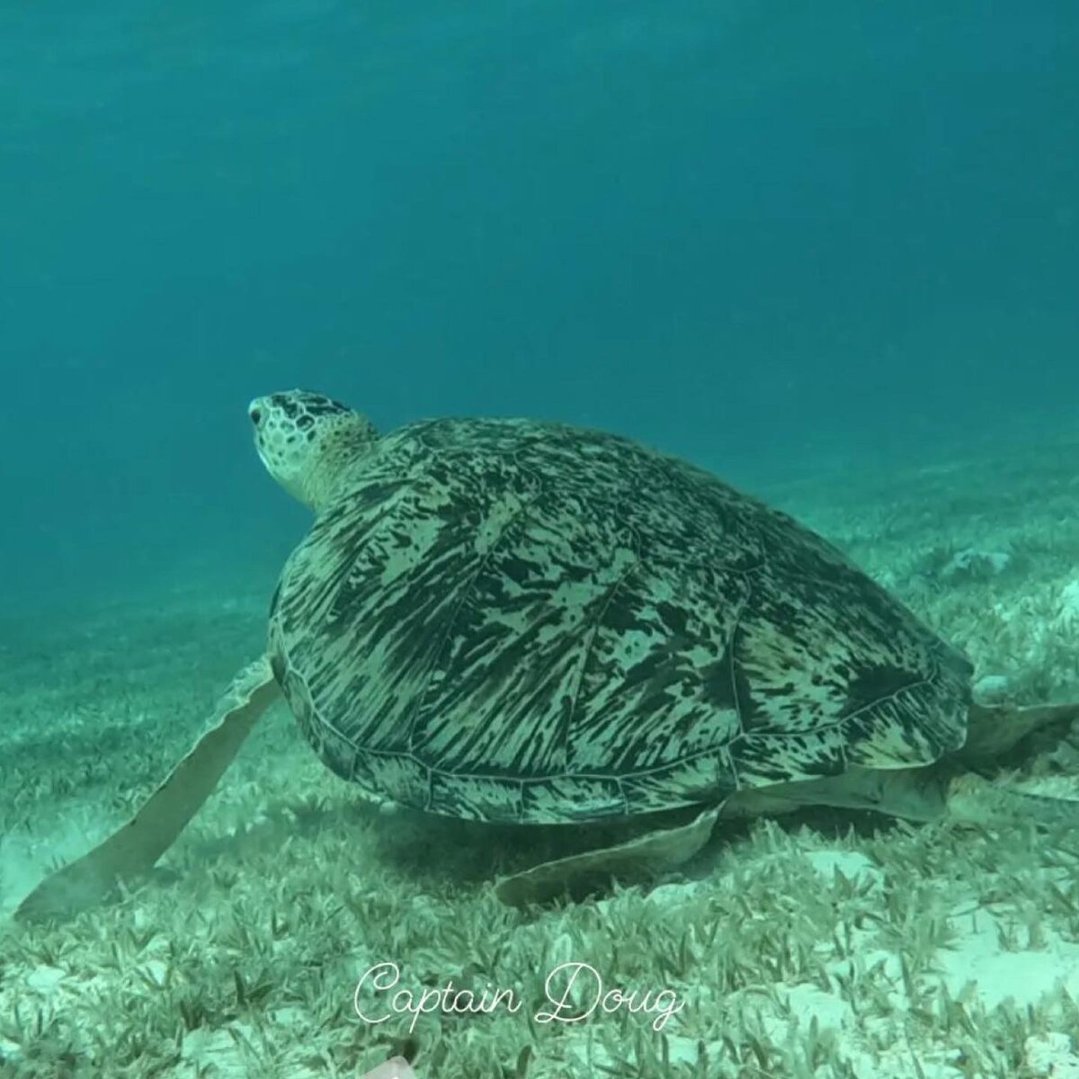 Морские черепахи метрового размера живут в лагуне при отеле Дрим Лагун Аквапарк Ресорт Марса Алам. 