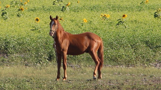 Изумруд семимесячный стригунок. Изумруд семимесячный стригунок. Изумруд семимесячный стригунок. Соловый жеребенок. Гнедой уэльский пони.