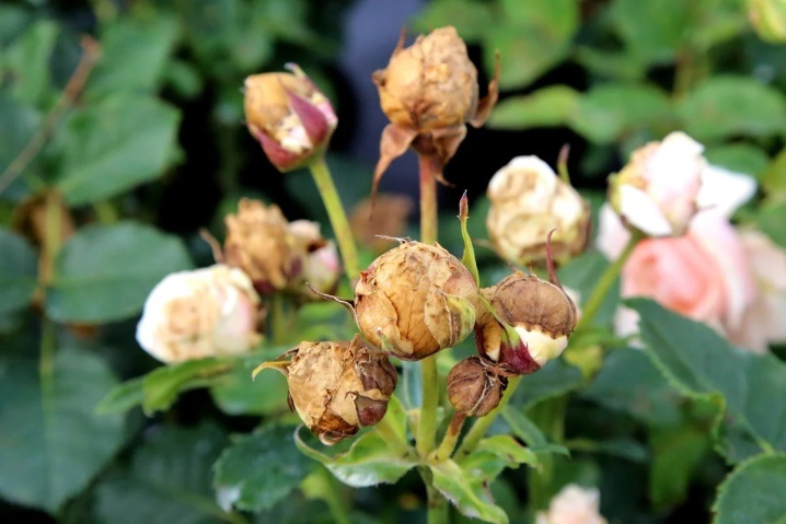 Фото с сайта stroy-podskazka.ru. Использовано для примера.