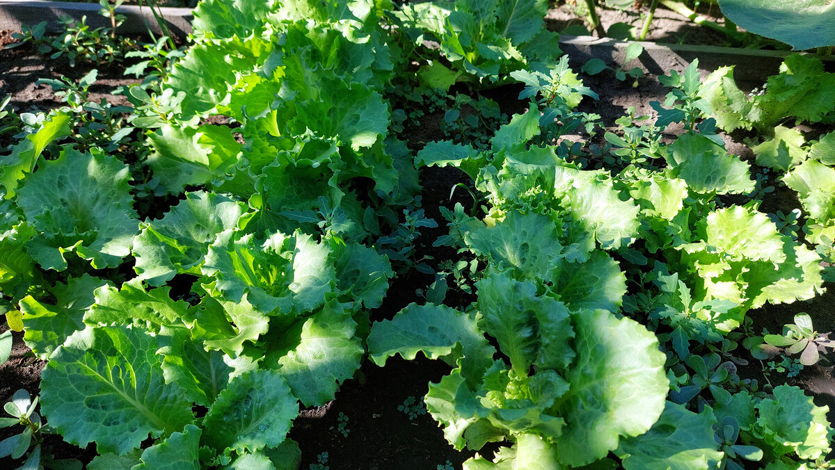 Листовой салат "Витаминный"