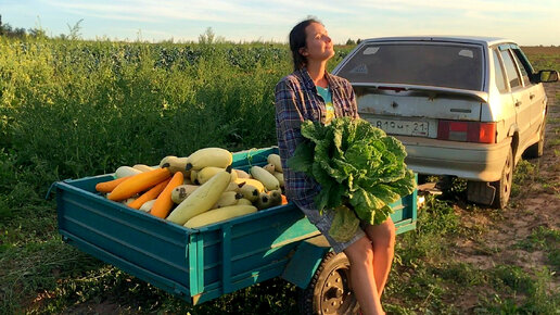 Снова собрали кучу бесплатных кабачкой для животных и себя не обидели. Жизнь в деревне