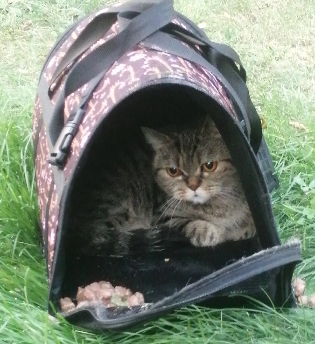 вот так её оставили умирать