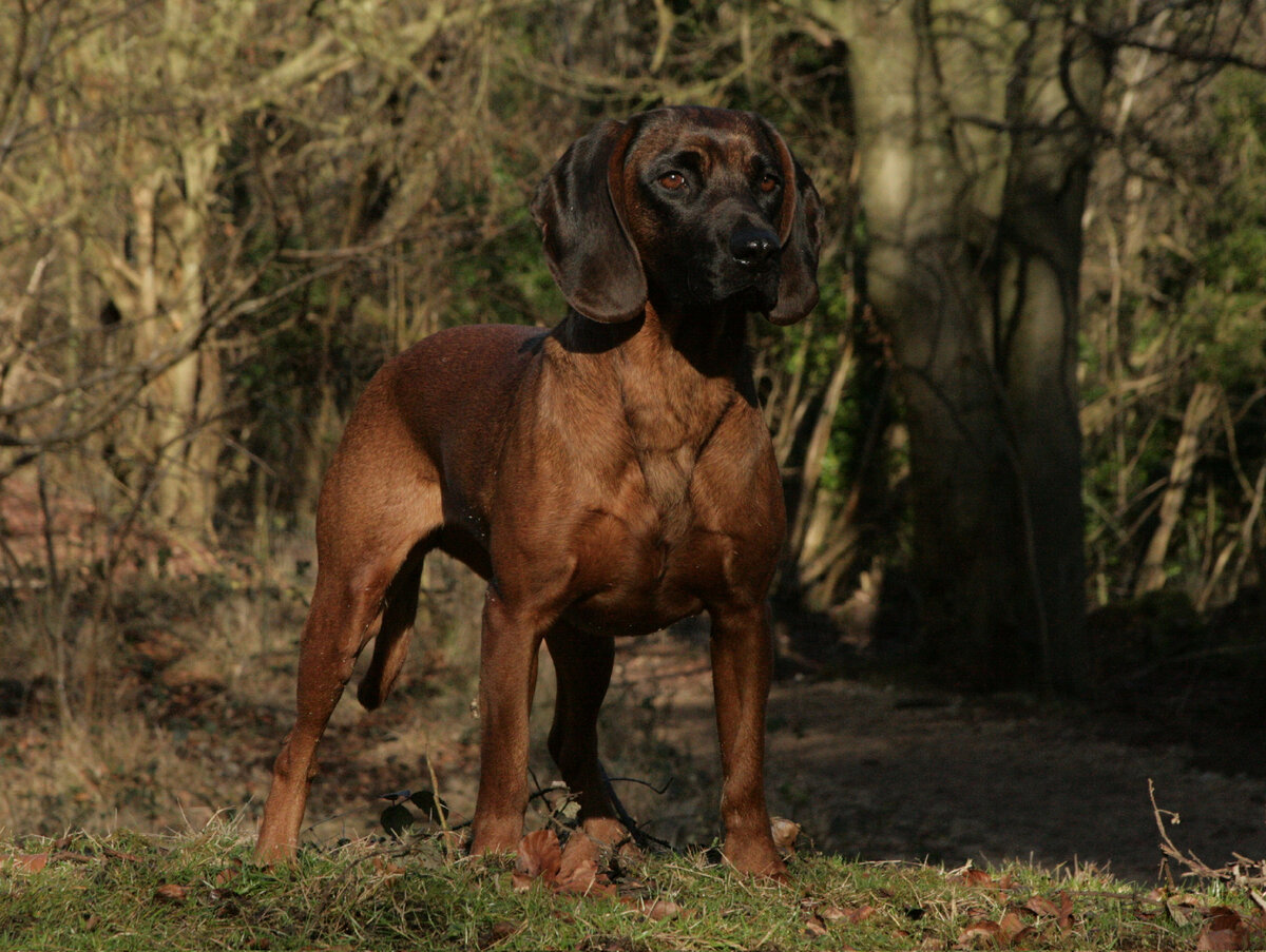 Добытчик и семьянин (Фото: https://www.flickr.com/photos/munstisue/17602875329/)