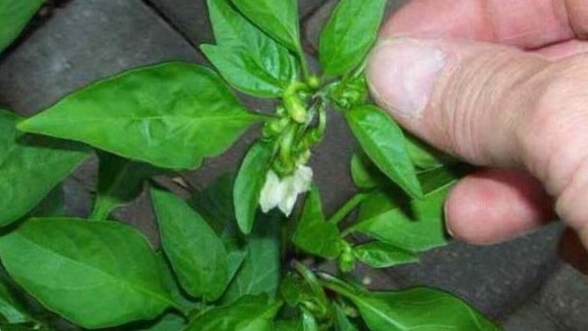 Почему отваливается перец. Листья перца. Перец цветет. У перца опадают цветки и завязи. Болезни рассады перца.