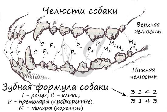 Зубная аркада собаки.