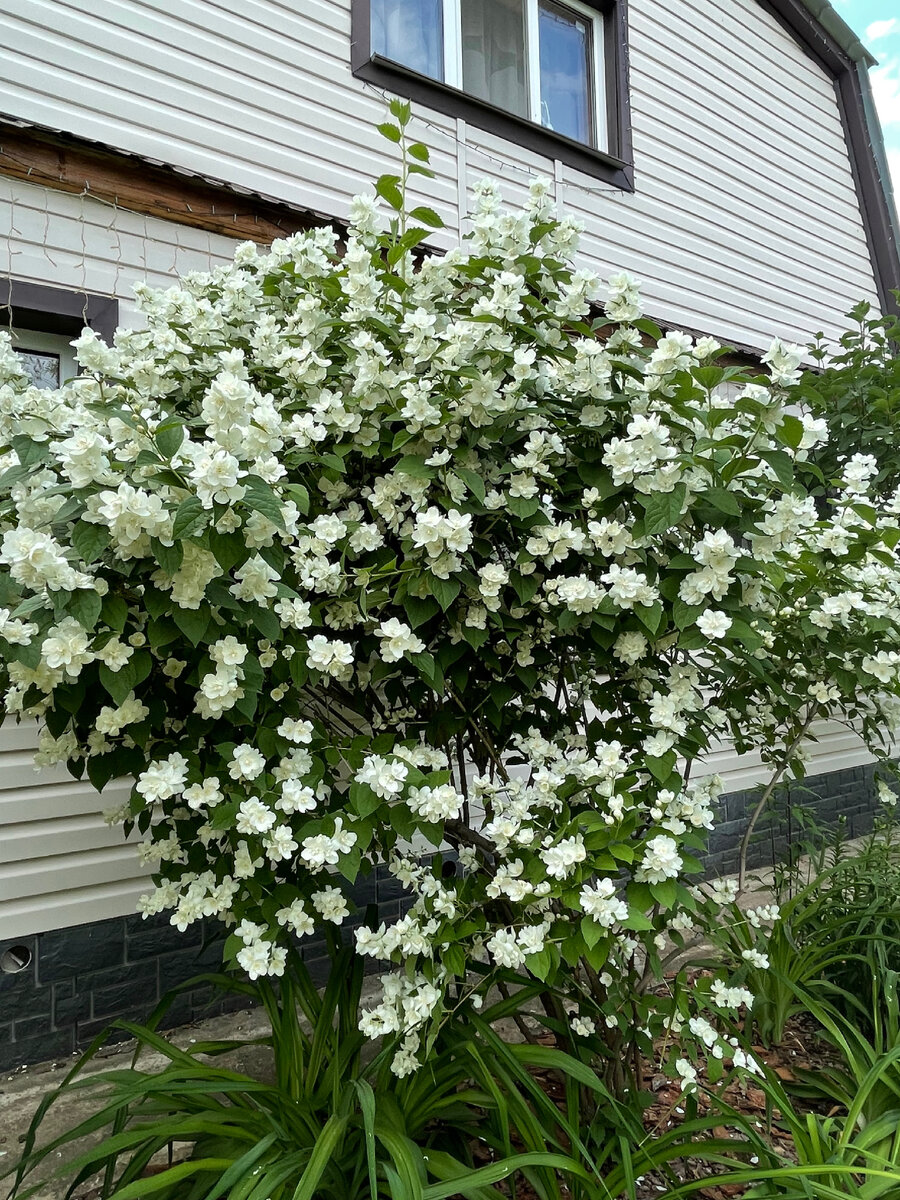 Чубушник в цветнике перед окнами дома.