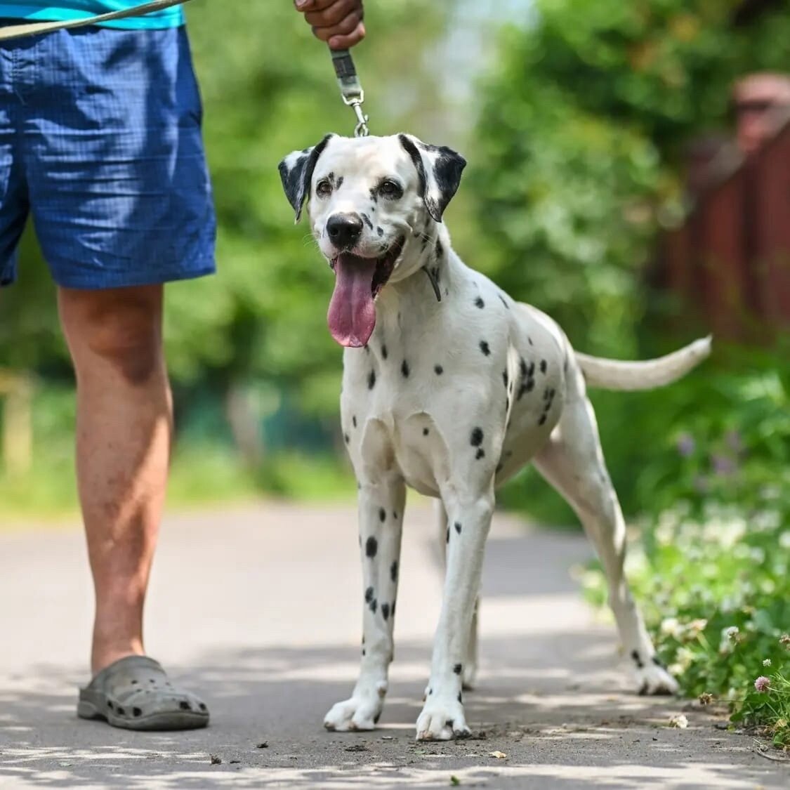 Породистые собаки в дар. Часть 41 | Породистые собаки в дар 🐶 | Дзен