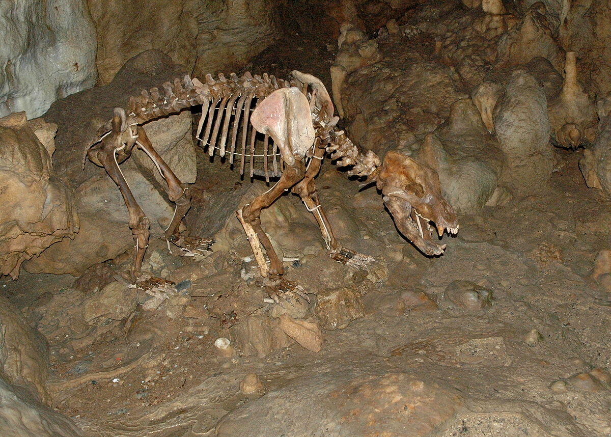 Скелет пещерного медведя Ursus spelaeus в "медвежьей пещере" Bärenhöhle в городе Sonnenbühl, Германия (Germany)