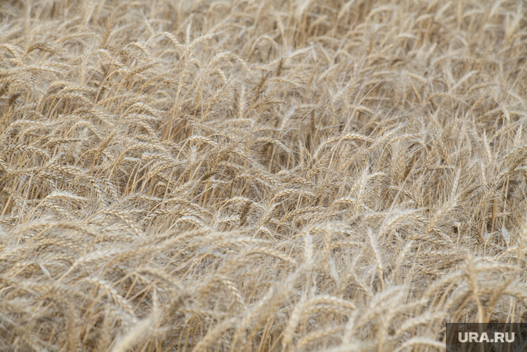    Масштаб проблем с продовольствием в мире будет только нарастать