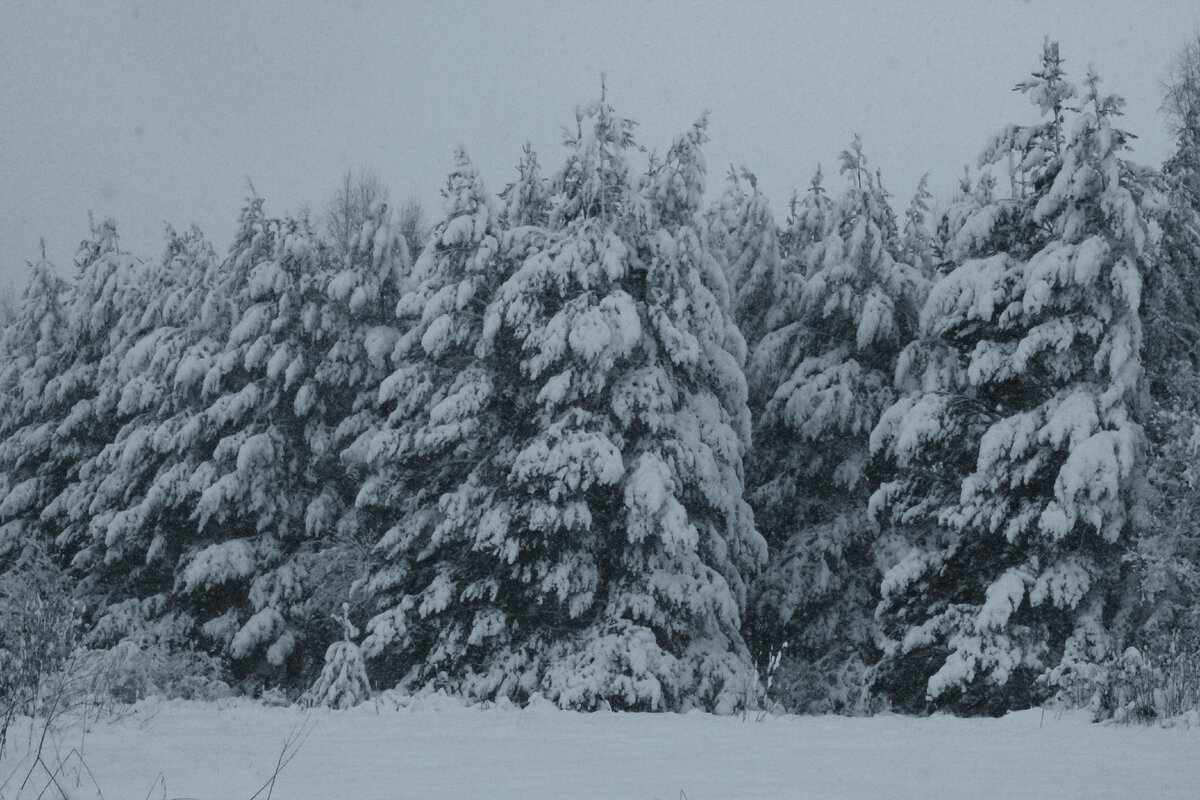 Редко снег выпадает так что всё застилает собой, что ветки деревьев так свисают