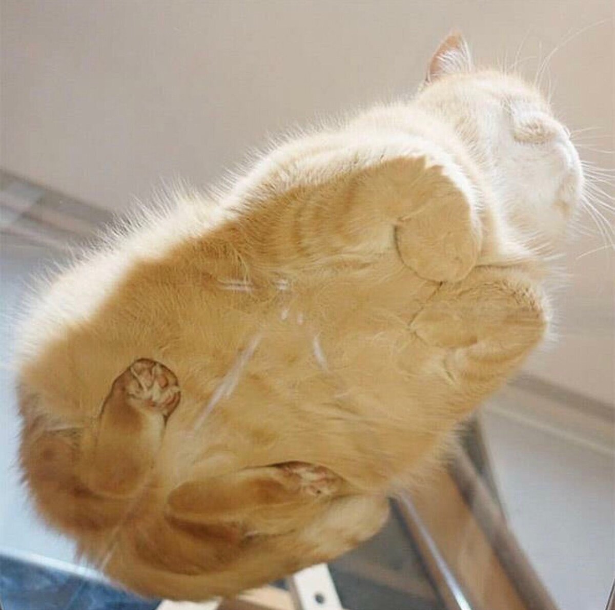 Котик — рыжее облачко