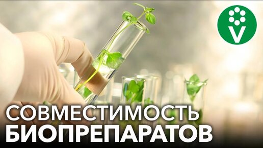 🌿 Экоземледелие. Можно ли смешивать разные биопрепараты? Сенная палочка, триходерма, метаризиум, боверия и другие защитники растений 🍄🦠🔍