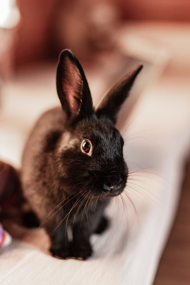 Фото взято из фотостока: https://unsplash.com/s/photos/black-rabbit