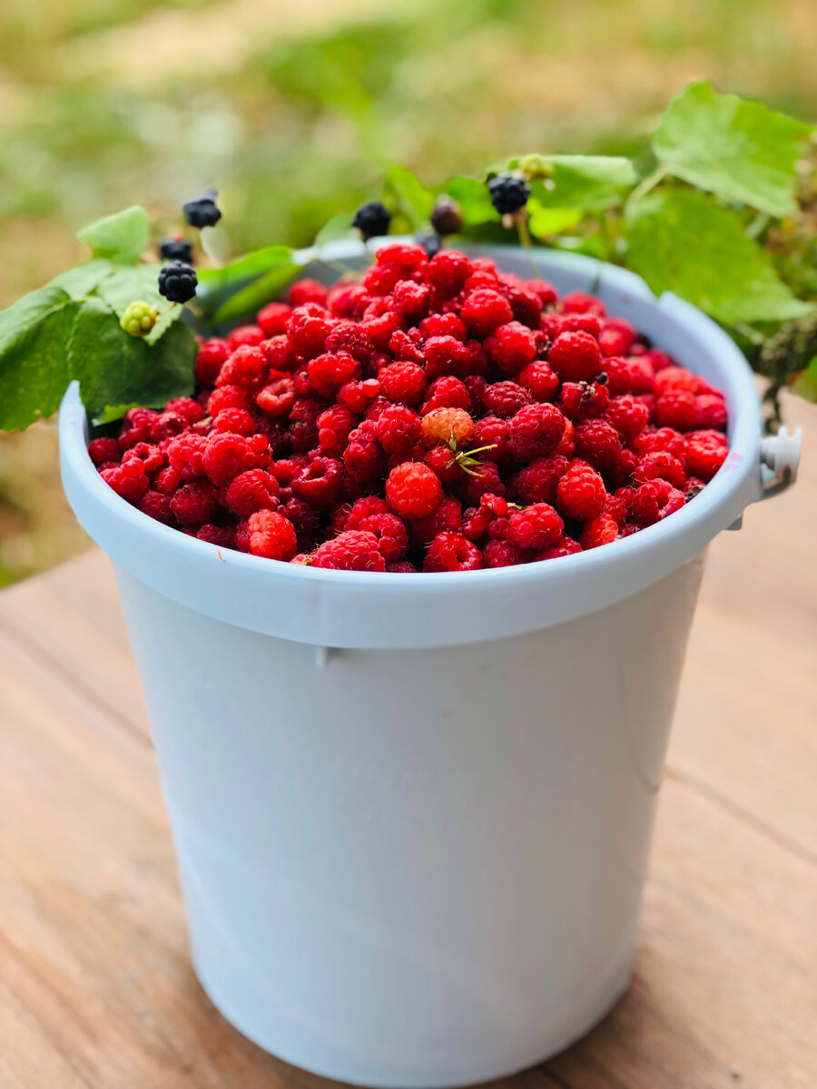 Малина и ежевика из лесного заказника в селе Нижнее Казачье