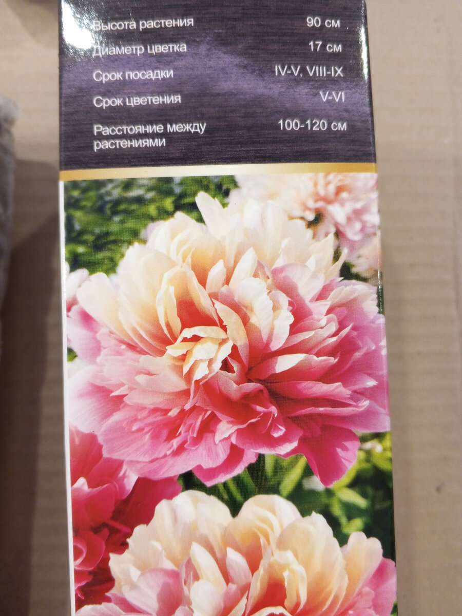 Пион Гибридный