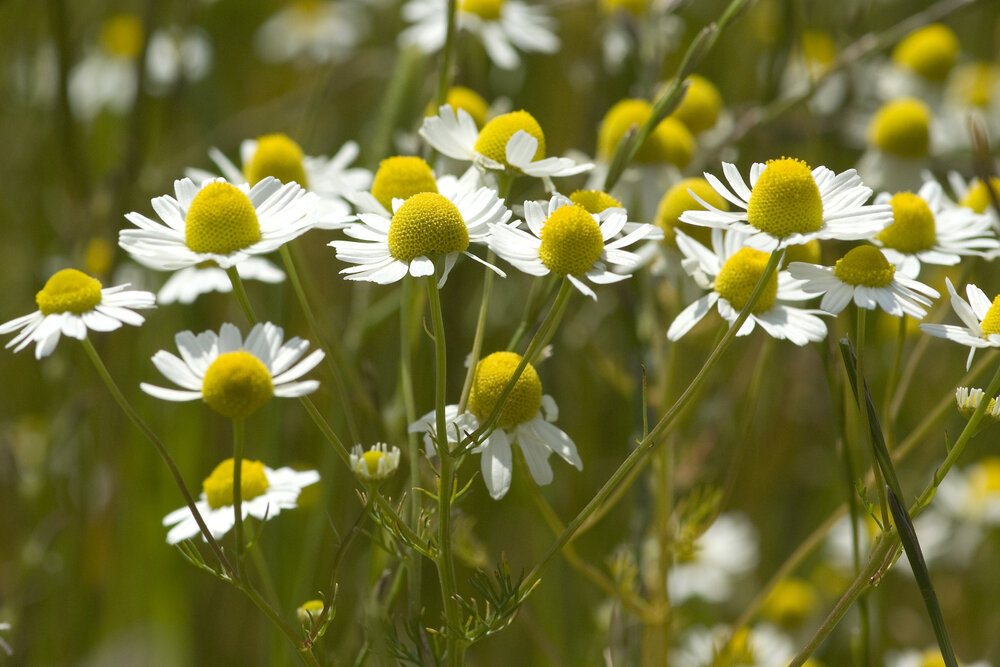    Собирать ромашку нужно в начале цветения, пока белые «лепестки» еще не поникли
