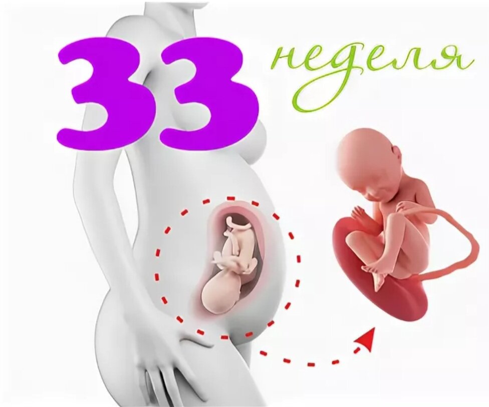 33 Неделя беременности