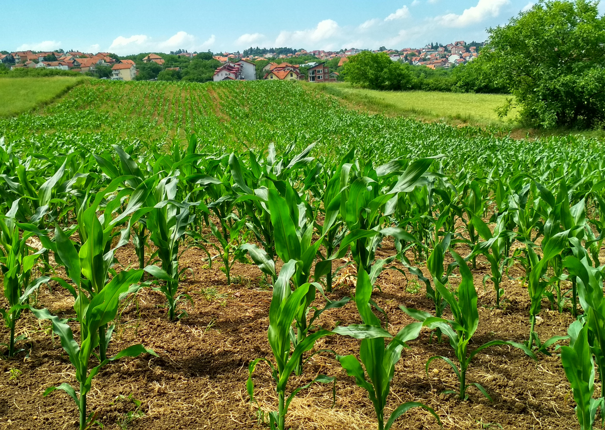 Источник: pexels.com