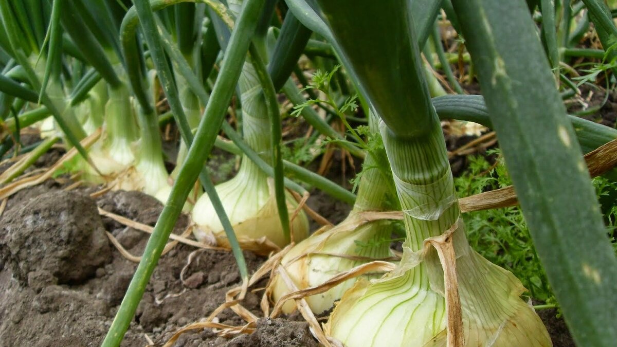 Источник фото: youtube.com