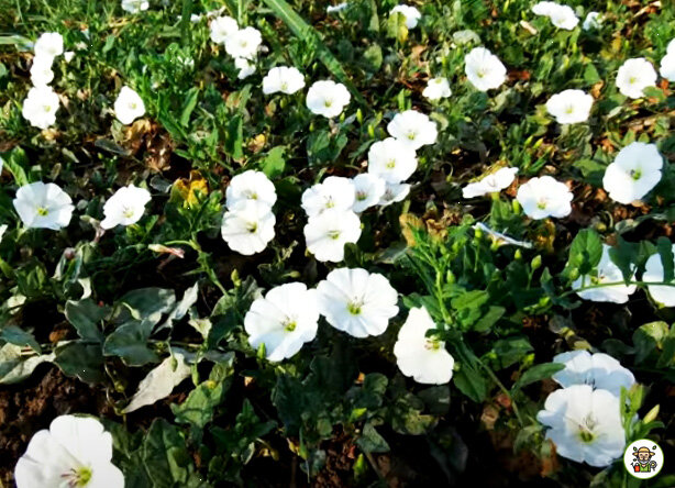 Заросли вьюнка на участке