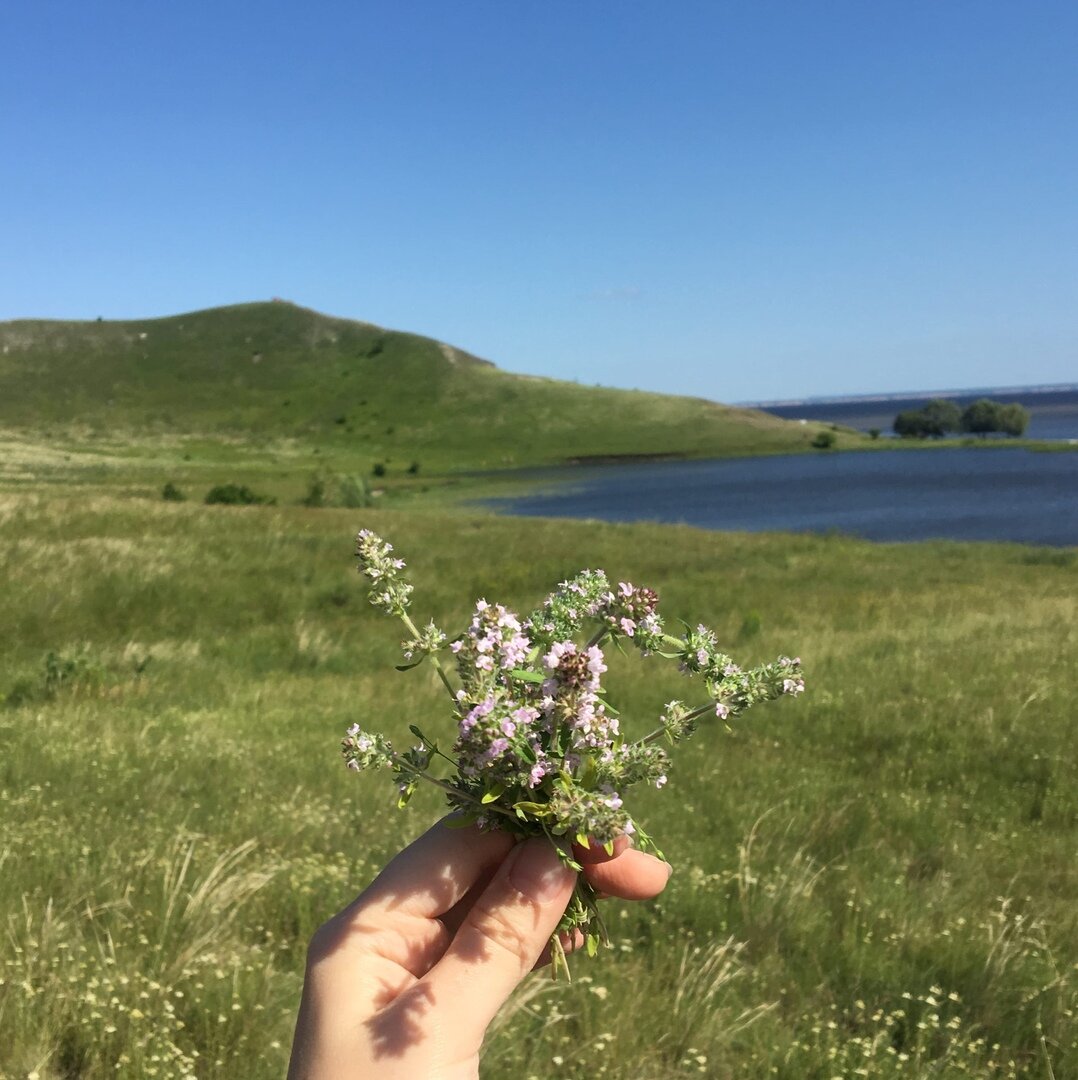 На холмах растёт ароматный чабрец