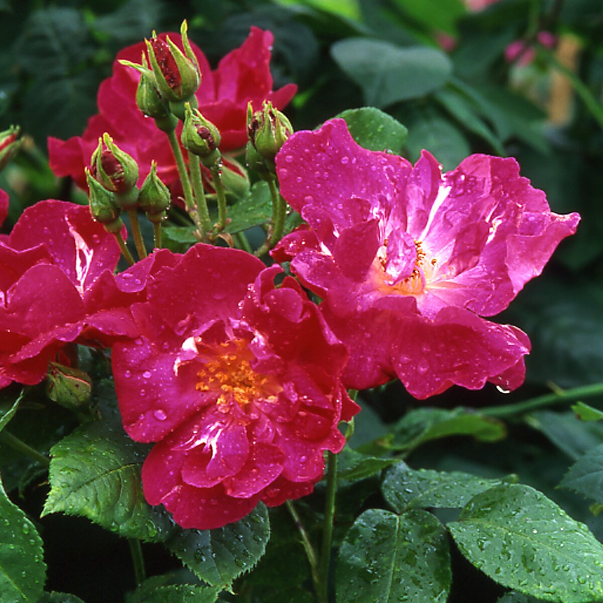 Мускусная роза сорта Nur Mahal