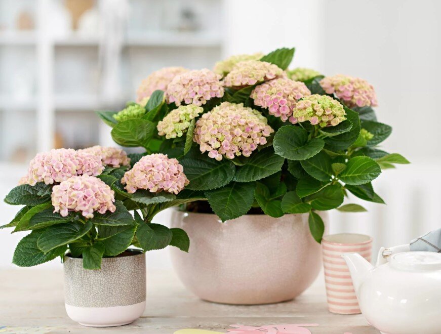 Комнатная гортензия