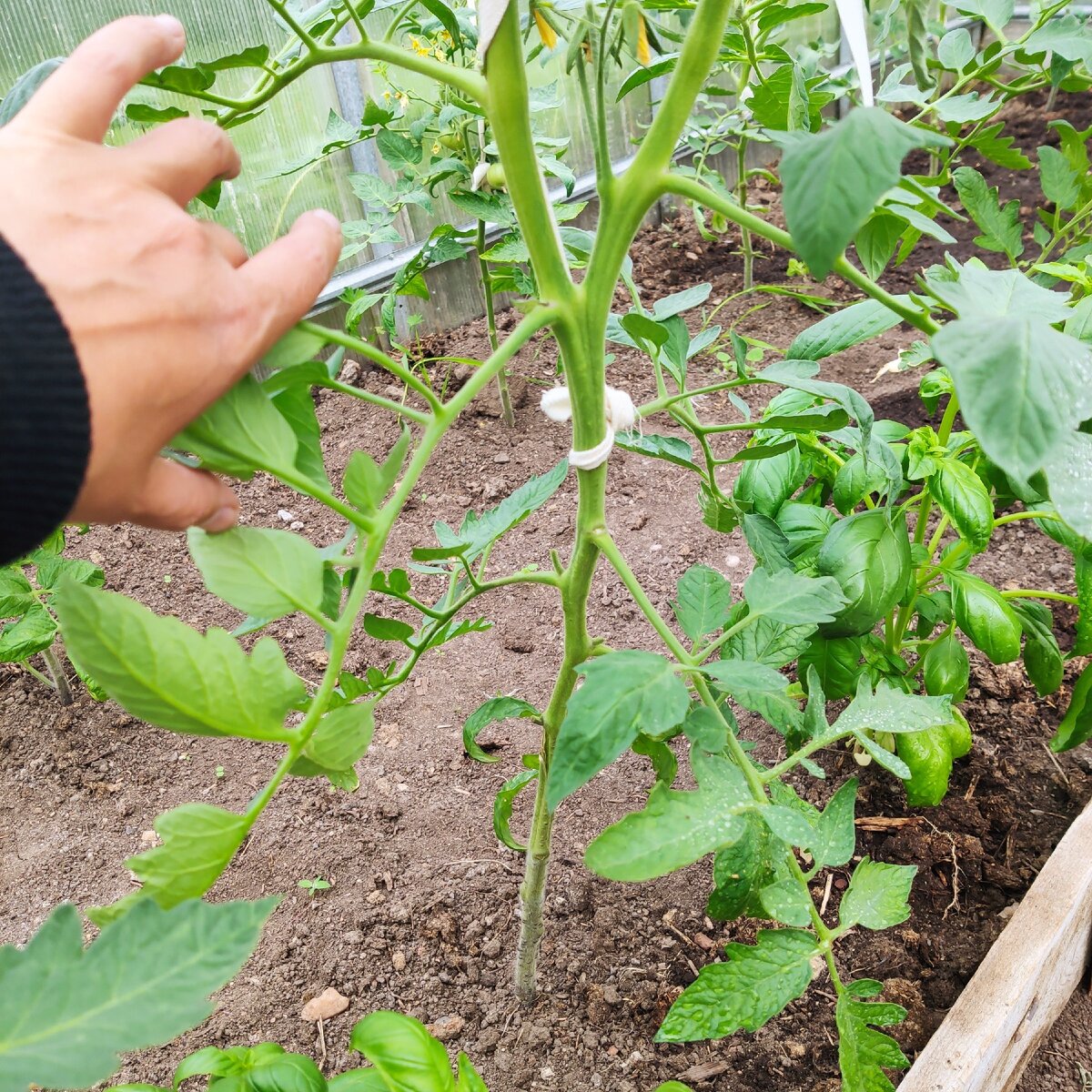 Листья на томатах