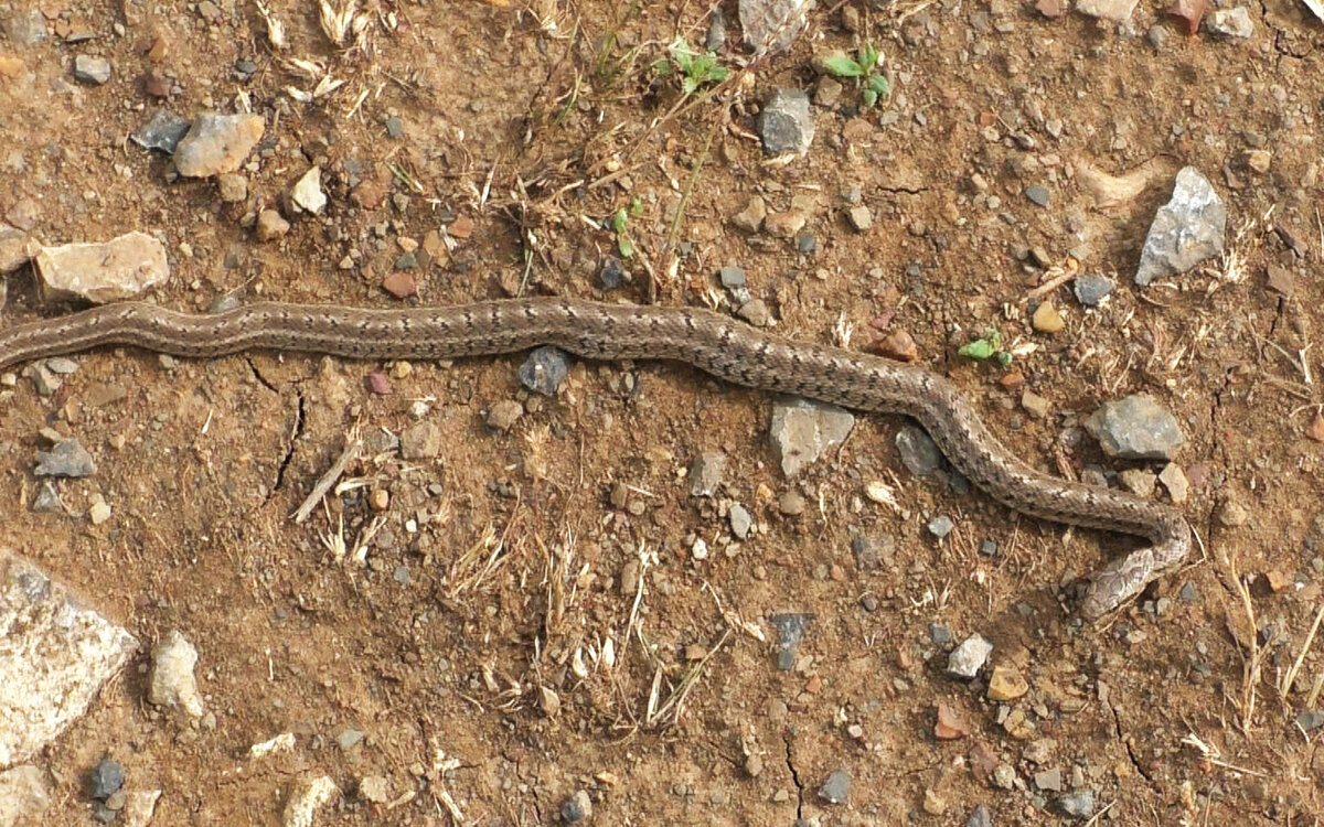Змейка на дороге греется