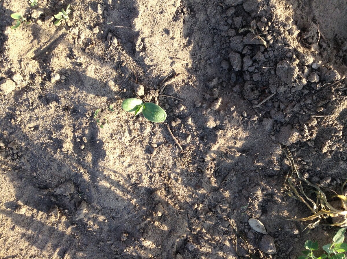 только взошел  арбуз