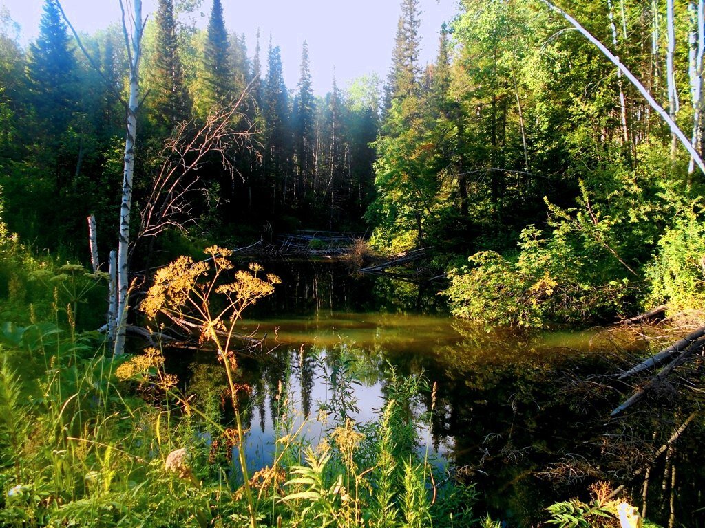 Салаирский заказник фото