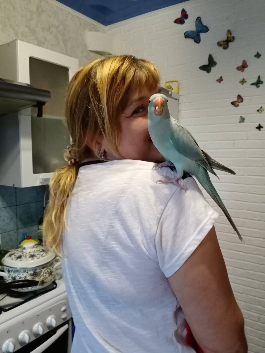 Мой ожереловый попугай 
