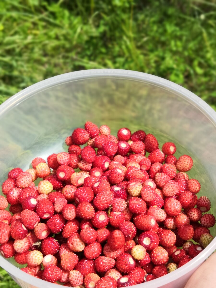 Фото автора. Сладкая добыча)