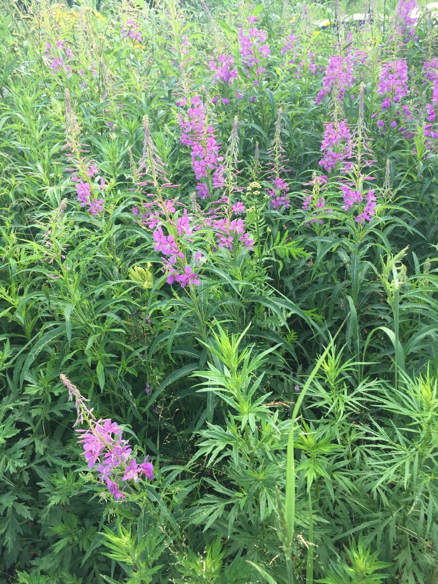 Иван-чай. Уже можно заготавливать