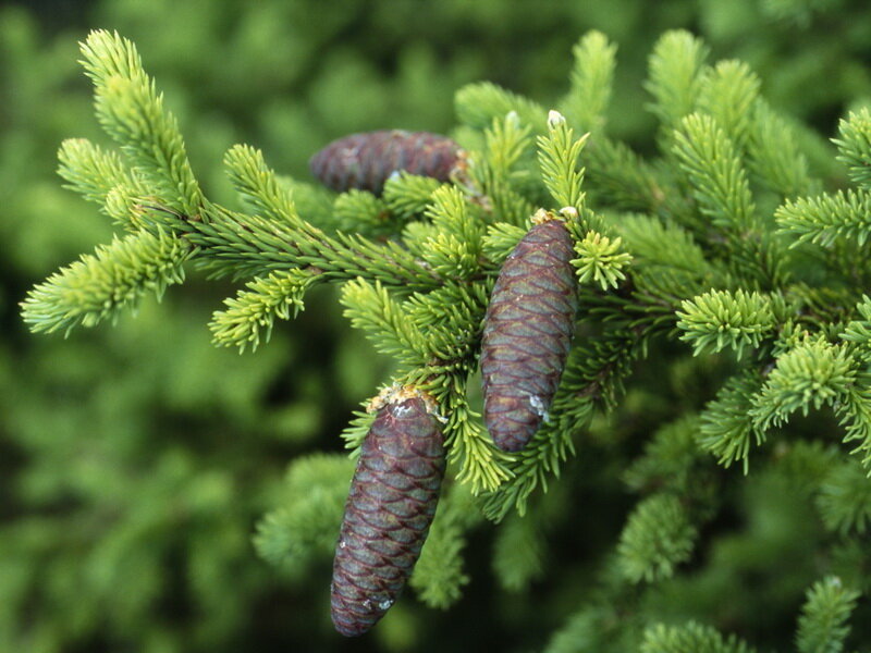 Сок клеток Сибирской пихты,основа продукта для здоровья