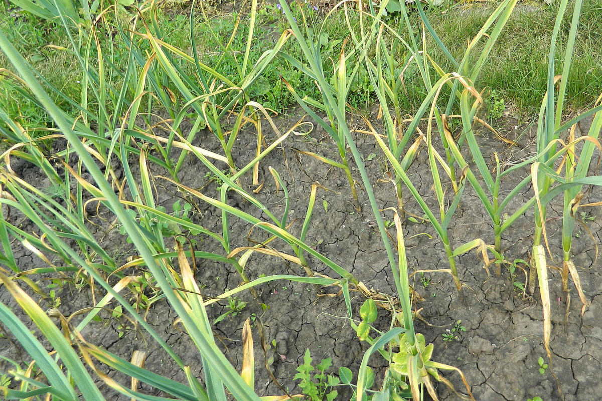 Весенняя подкормка чеснока озимого. Перья чеснока. Какой лист у чеснока. Листья чеснока. Пожелтение лука.