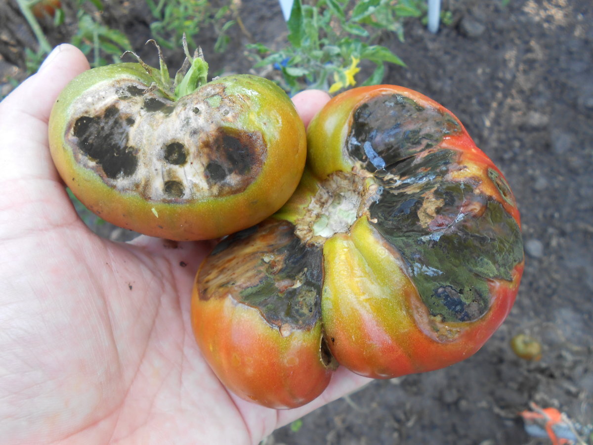 Болезни помидор с фото и их лечение
