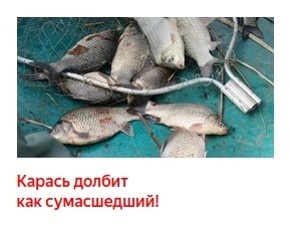 Сумасшедший карась?