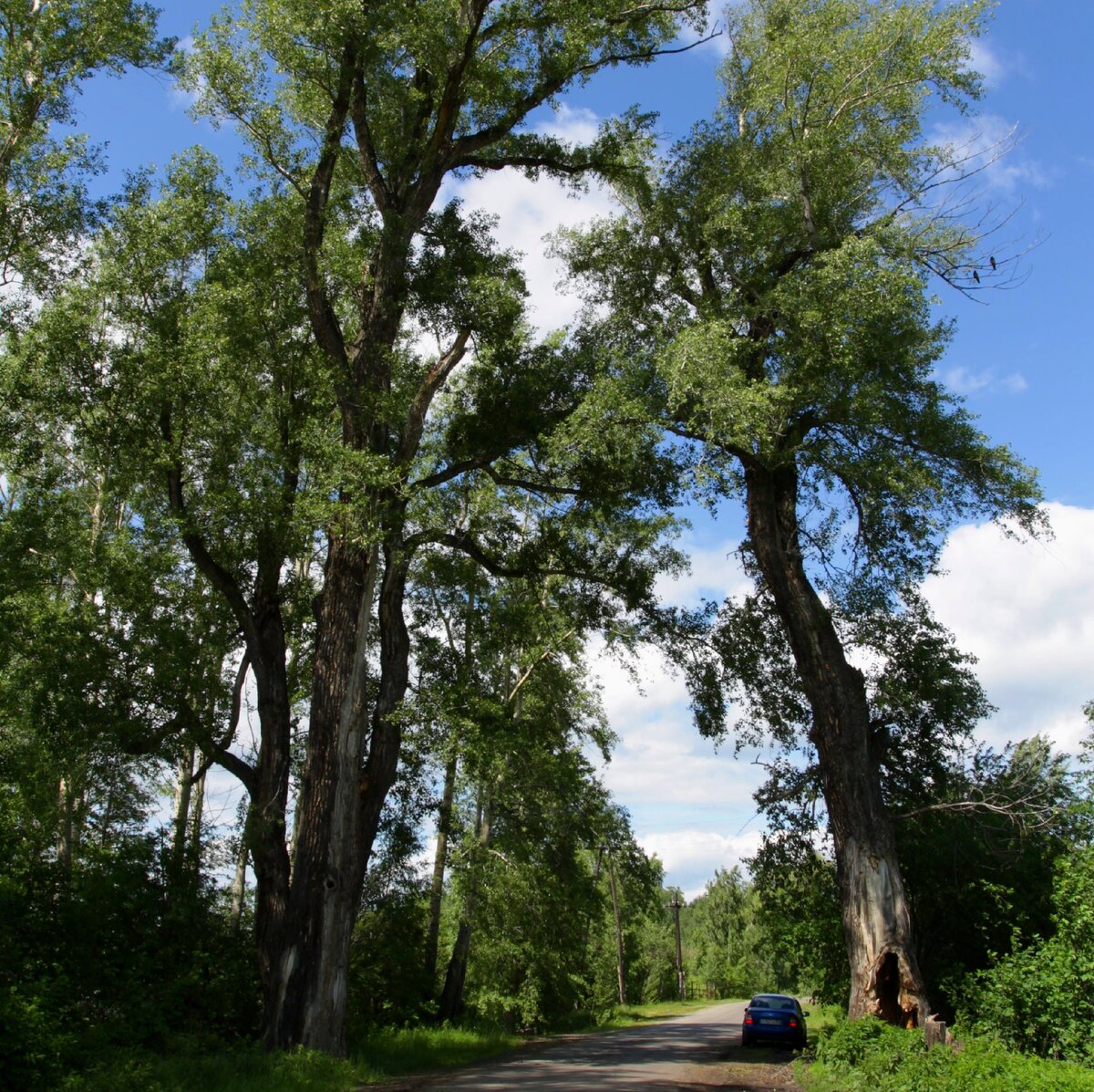 Двухсотлетние тополя на плотине в 2014 году...