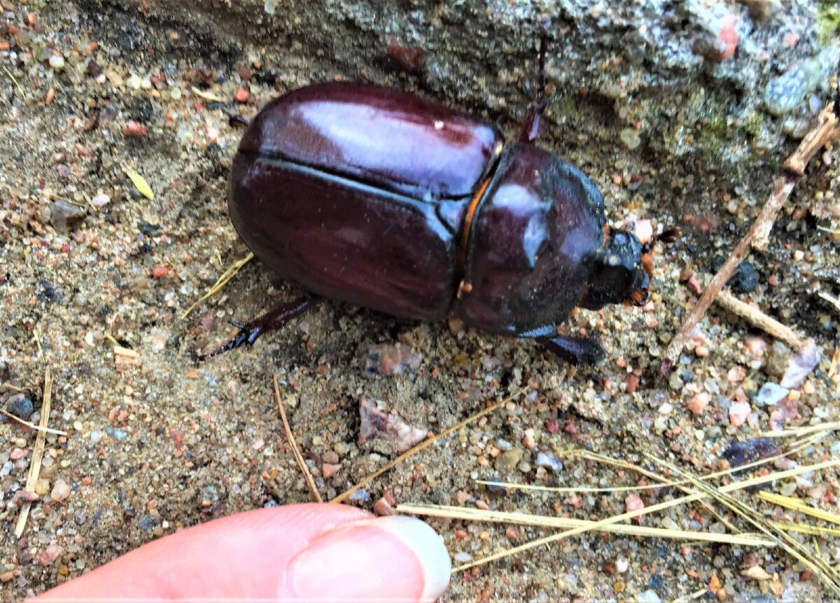 Первый жук-носорог, встреченный на прошлой неделе в Озерках в Питере (собственное фото)