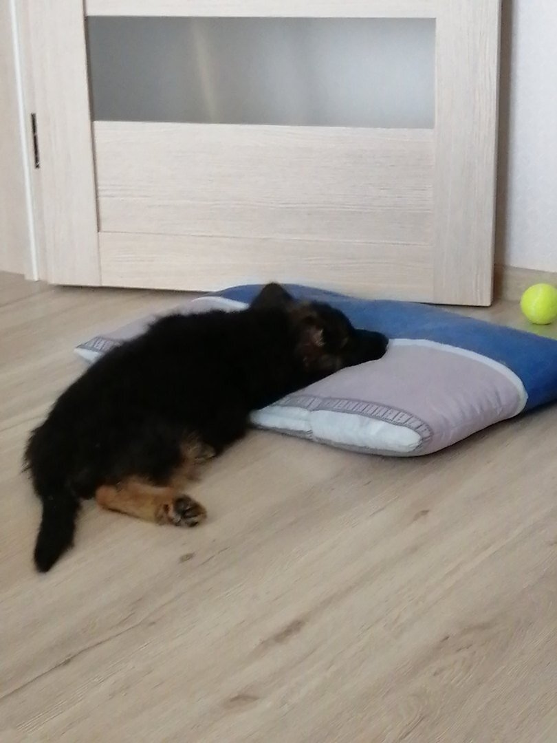 Первые дни дома. 