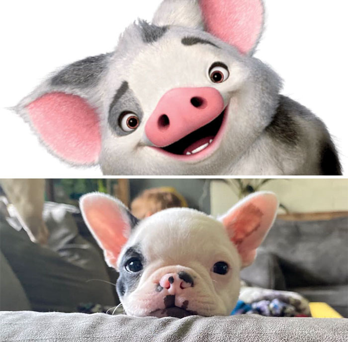 Та самая свинка Пуа и её очаровательный двойник