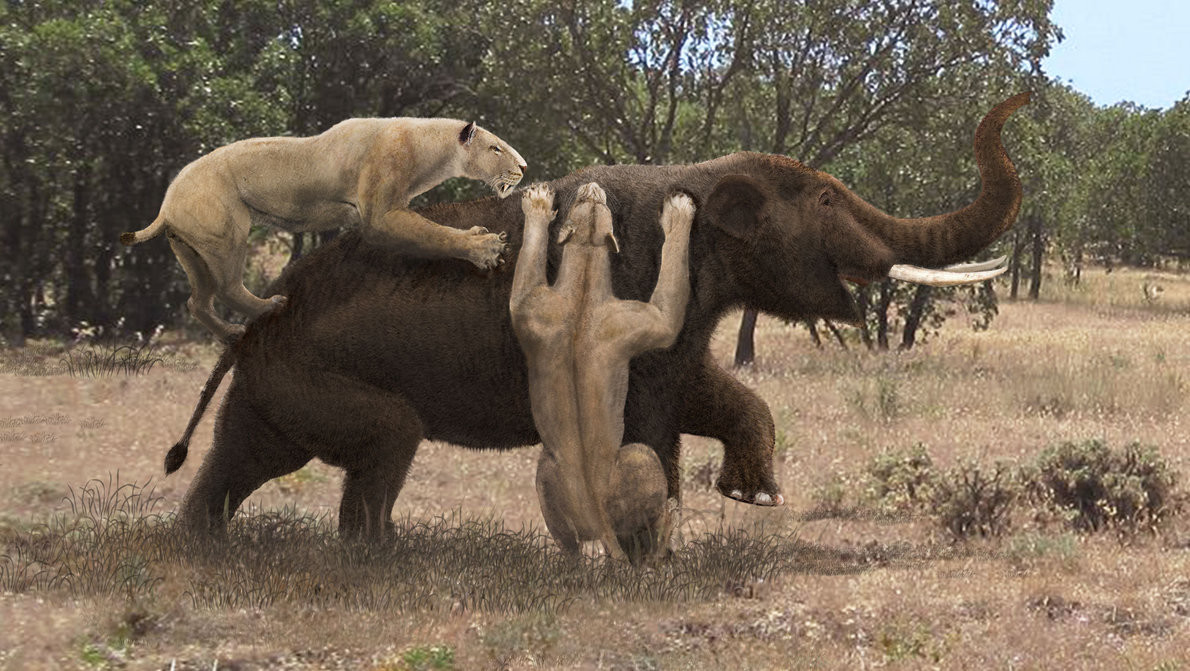 Барсик, блин, нет у меня больше еды, отстань!  
