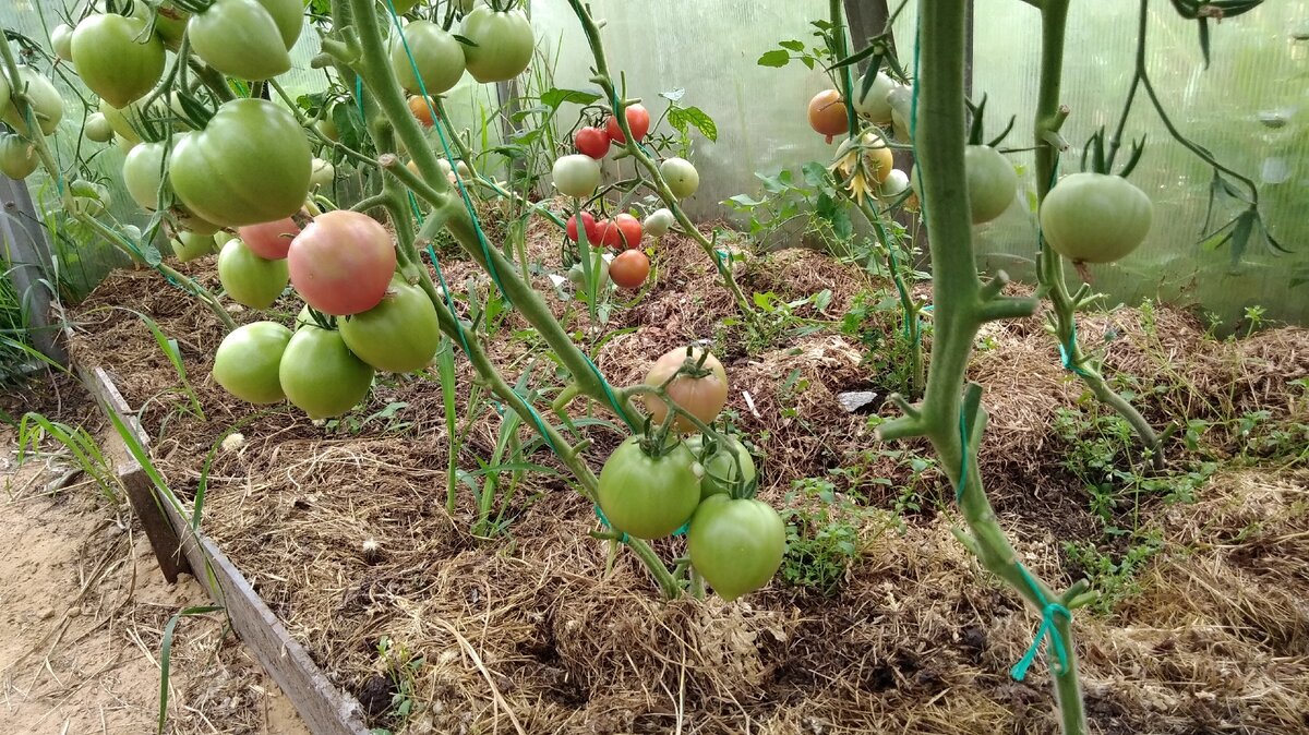 Помидорки потихоньку зреют.