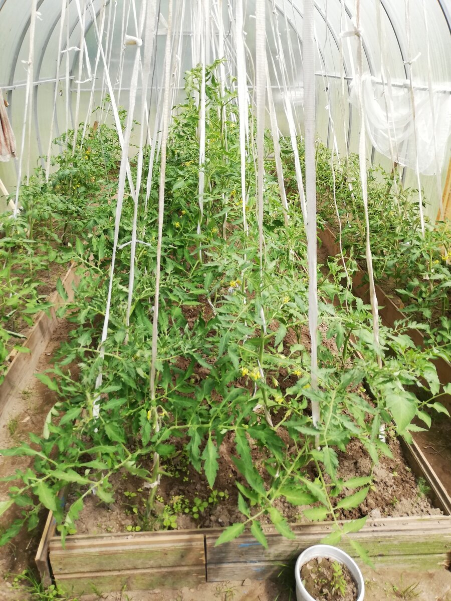 Так выглядела теплица ровно месяц назад