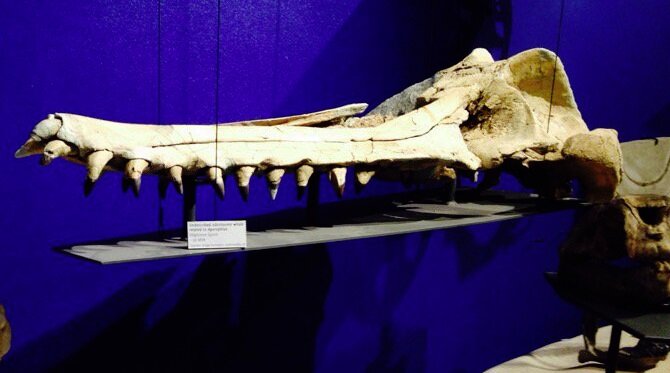 Останки древнего сверххищника хранились в музее. Фото с сайта novataxa.blogspot.com.