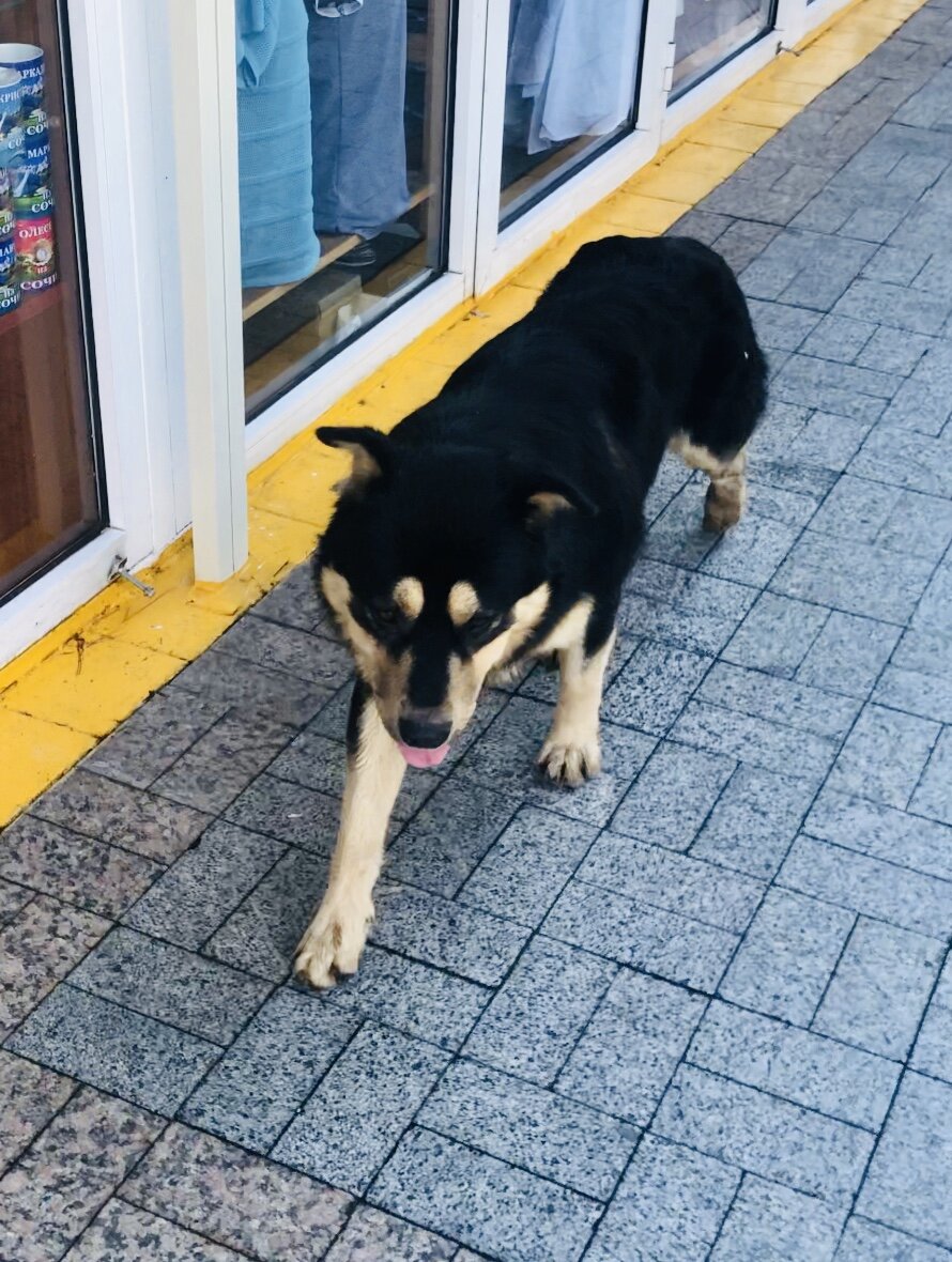 Бездомные собаки. Фото автора.