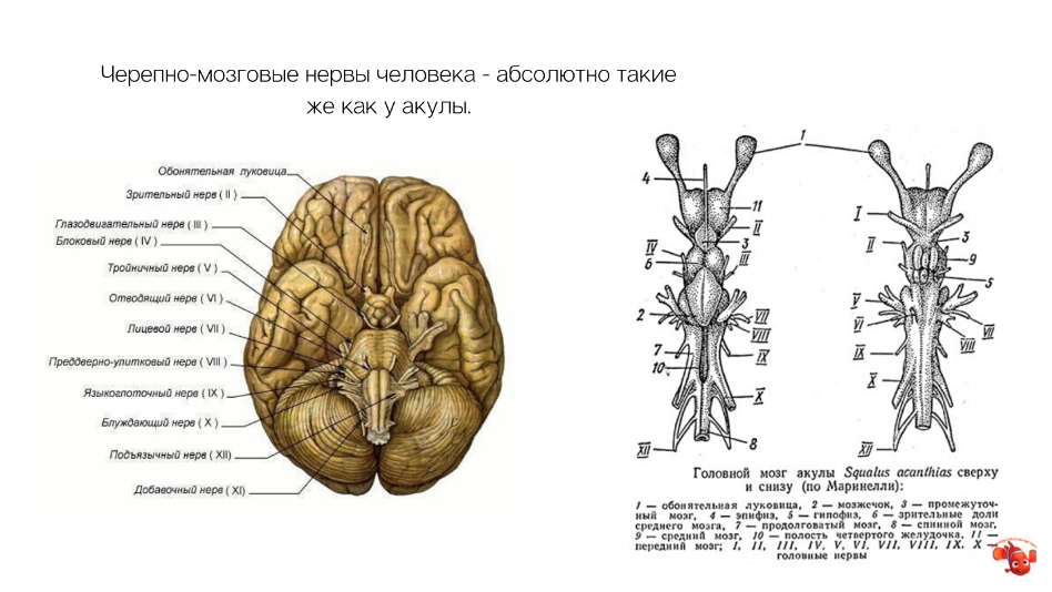 Причины возникновения икоты и способы ее устранения